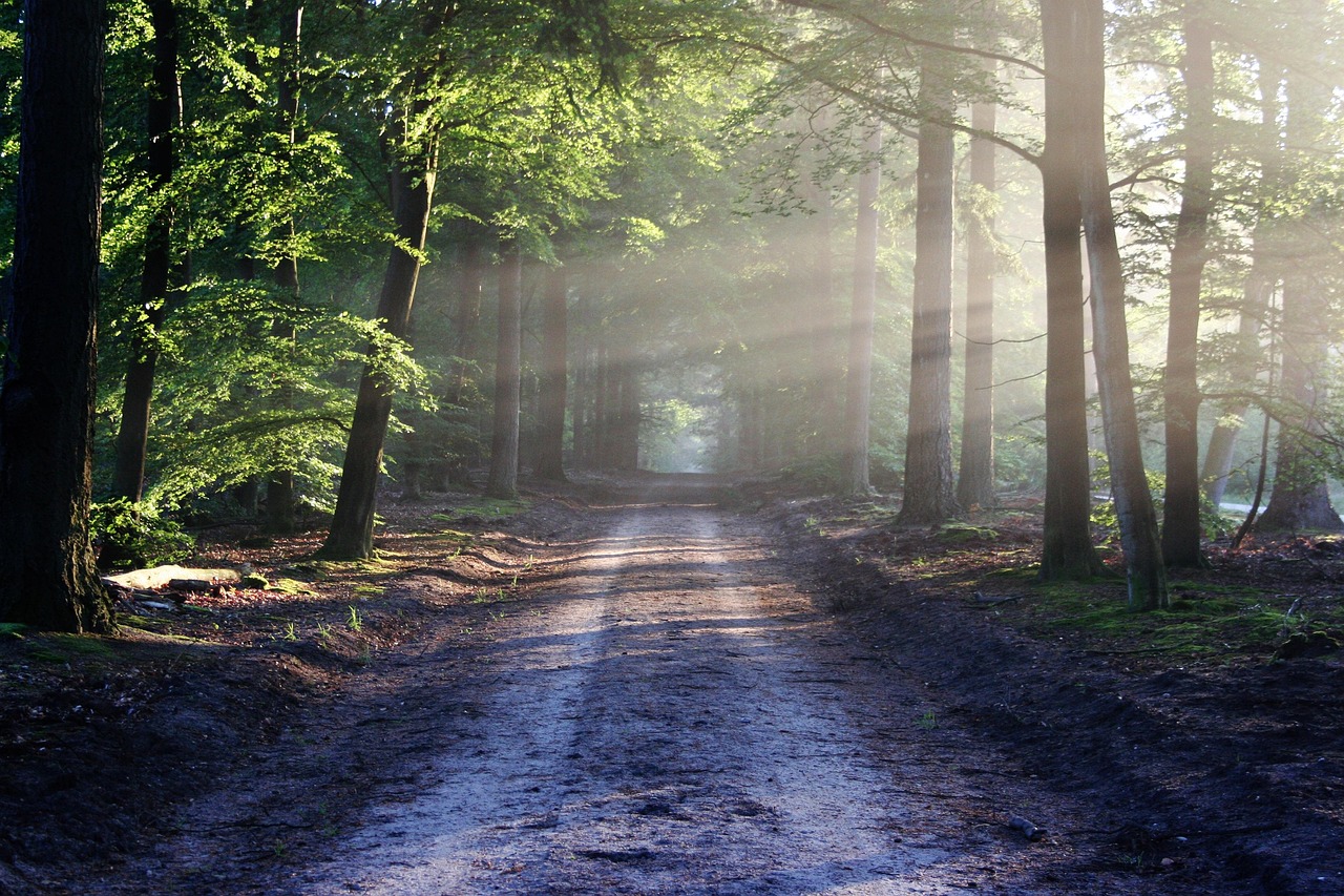 Forest trail for woodland photography
